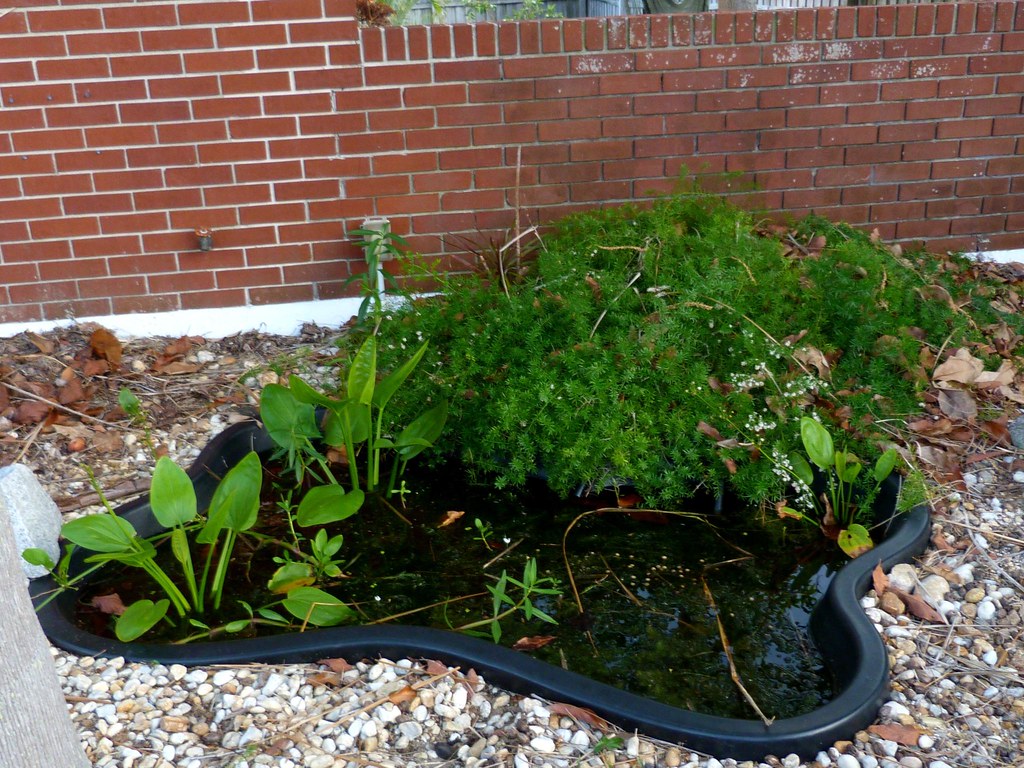 The Pond goldfish and frogs in here, and some little wild … Flickr