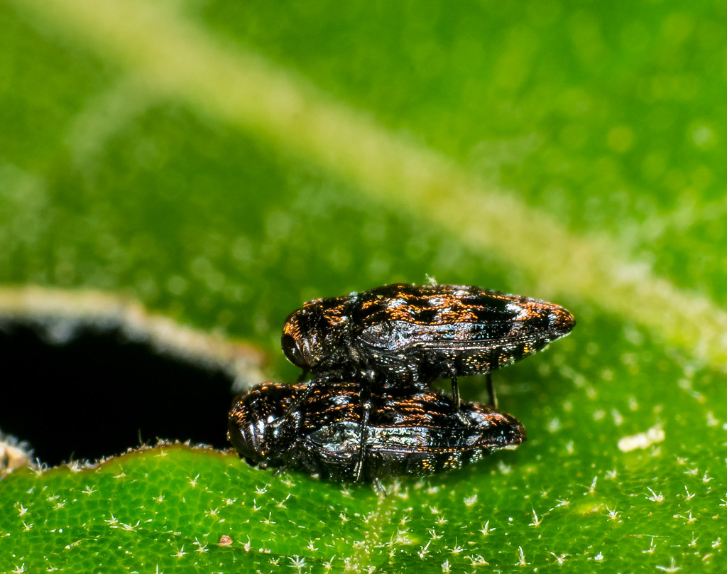 Mating Carpenter Beetles On an Oak Leaf Scott Flickr
