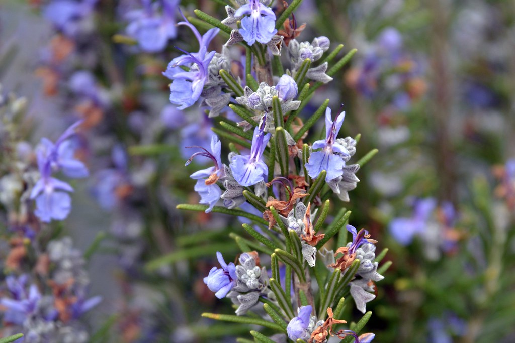 Rosemary My rosemary in the front garden is in full bloom.… Tony
