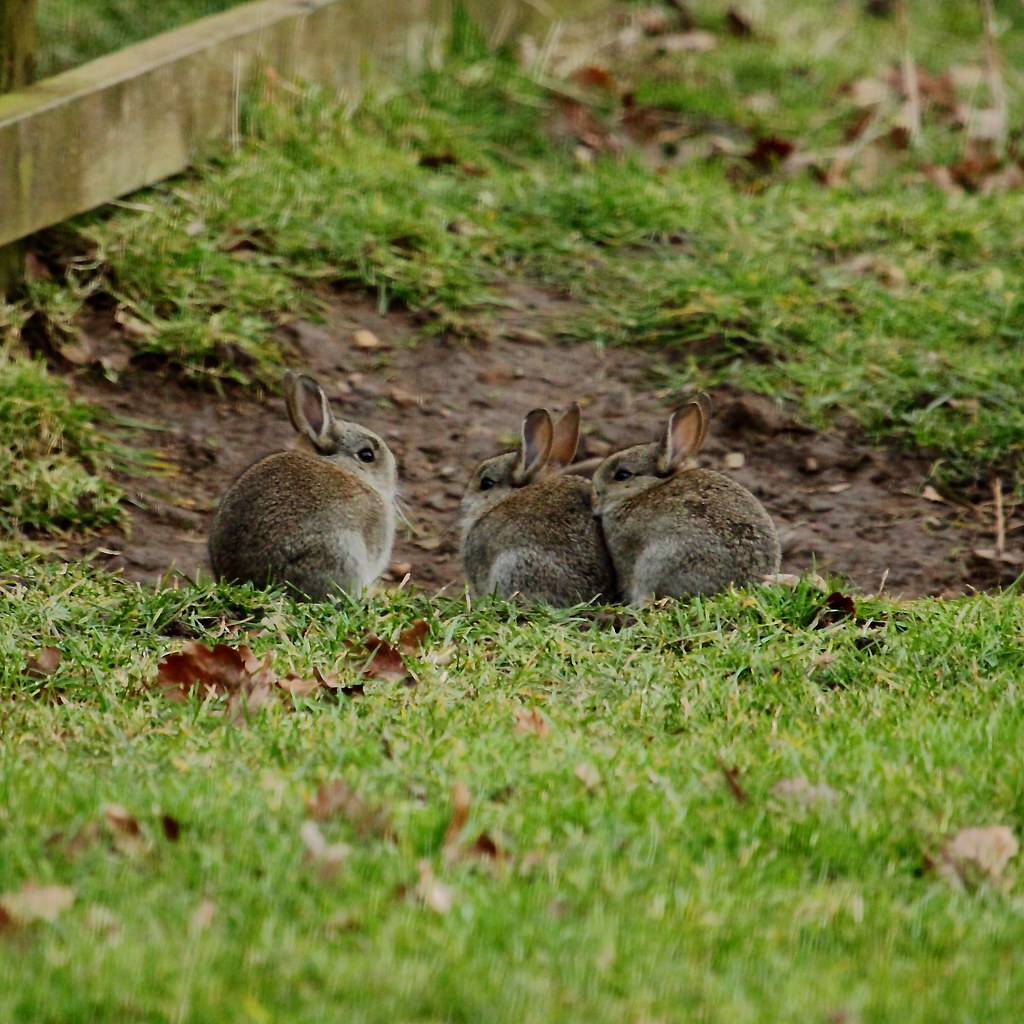 rabbits Rabbit Oryctolagus cuniculus Distribution