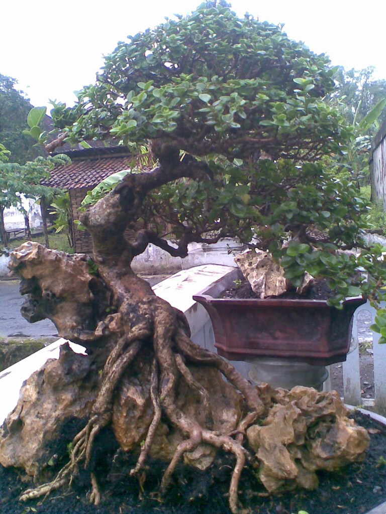 Bonsai Khas 1 Kami dari UD. Karya Bonsai Indonesia Direktu… Flickr