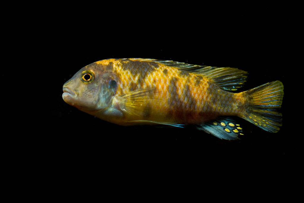 Labeotropheus fuellebornis (male) Marmalade Cat Chris Dengler Flickr