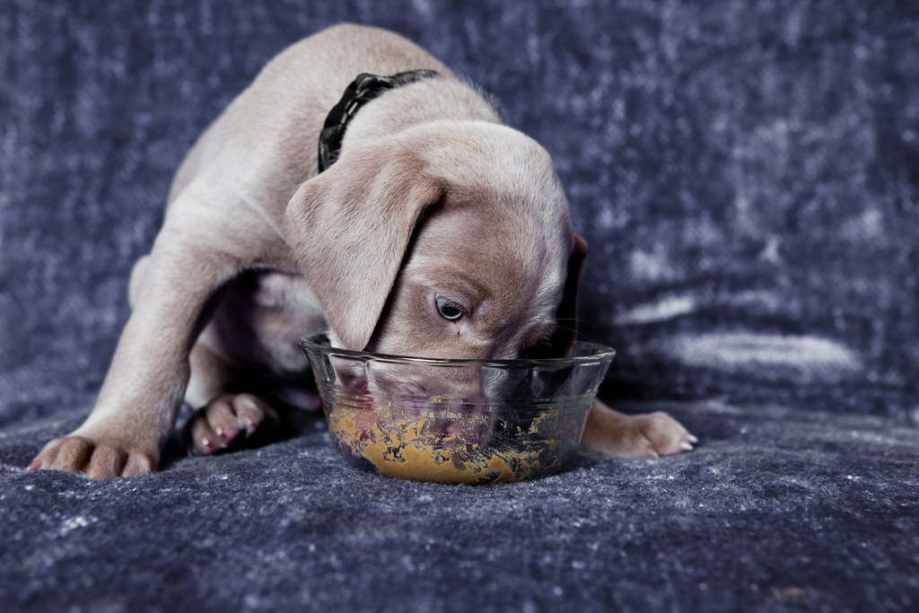 Dog Eating from Bowl Weimeraner Puppy eating from a bowl Kibble