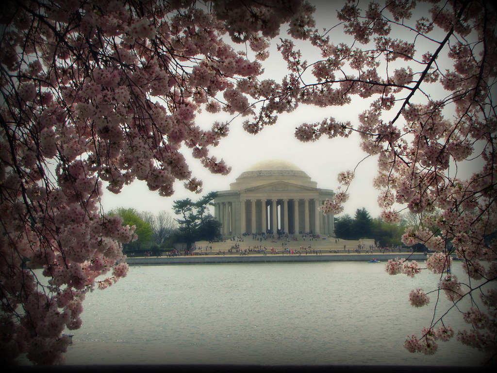 Cherry Blossom/DC Flickr