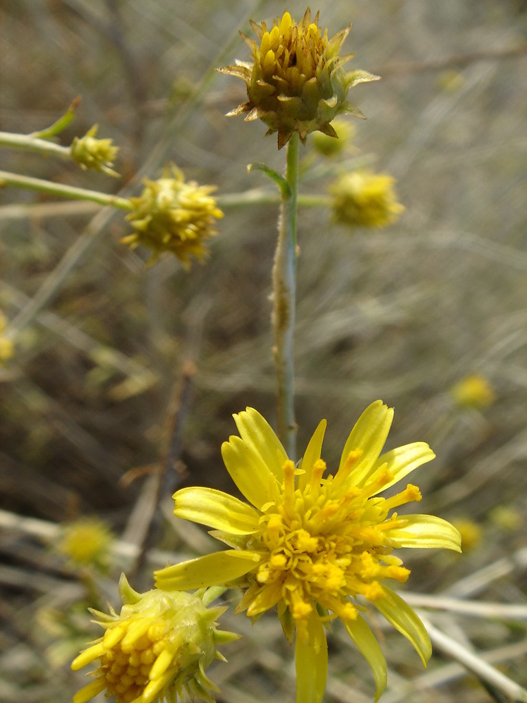 Kuwait's National Flower to view the whole plant click her… Flickr
