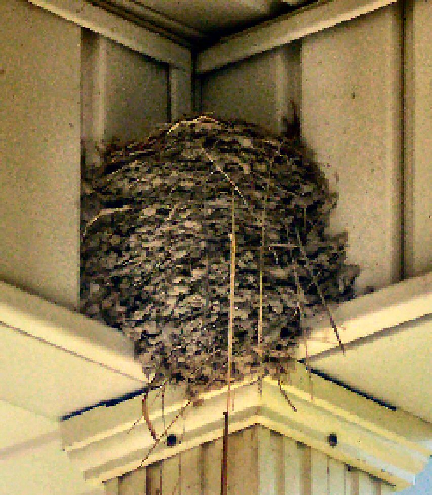 Barn Swallow Nest on our front porch eave... amazing, huh?… Flickr
