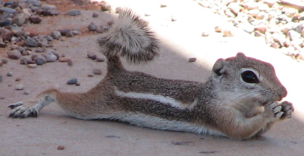 antelope ground squirrel ahhh, another lazy sunday, watchi… Flickr
