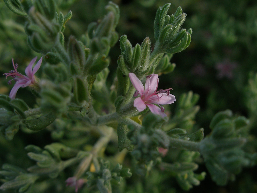 Alkali Heath (Frankenia salina) Alkali Heath grows on salt… Flickr