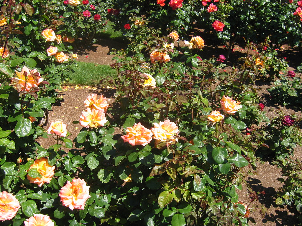 Woodland Park Rose Garden, Seattle Mark Atwood Flickr