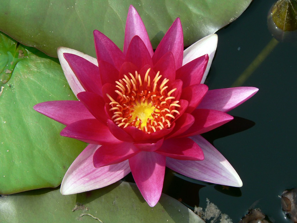 Water Flower at Bodnant Garden Alistair Young Flickr