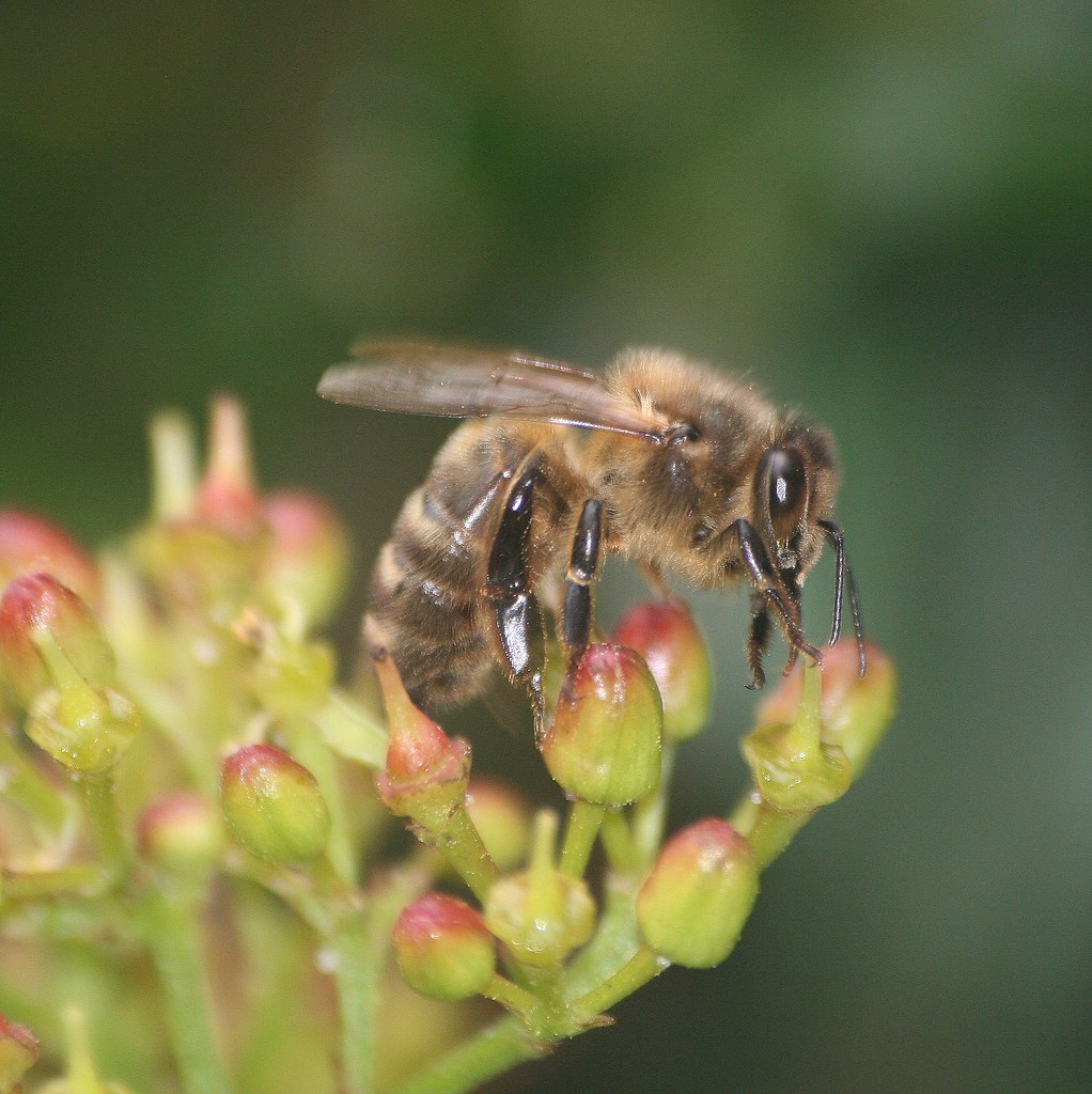 Honey bee Dublin, Ireland catb Flickr