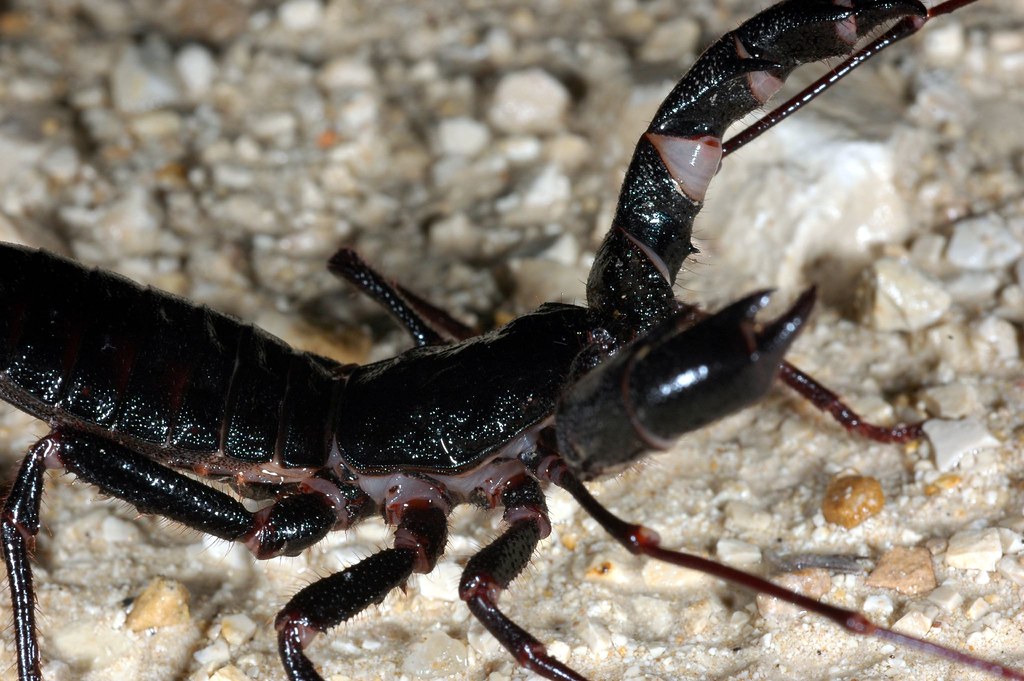 Vinegaroon (Mastigoproctus giganteus) Not very good pictur… Flickr