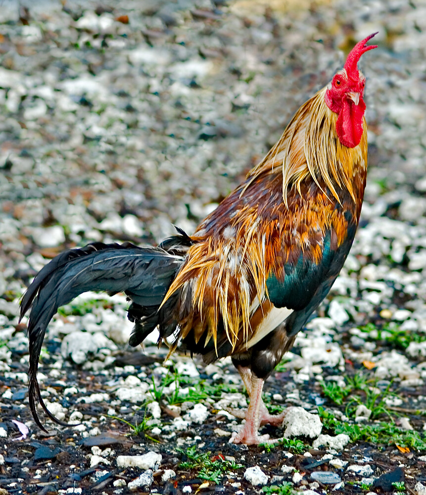 mad as a wet hen Uncut Rooster caught apres sudden downpou… Flickr