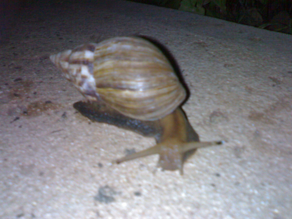 biggest snail ever Taken at 907 PM on August 21, 2006; … Flickr