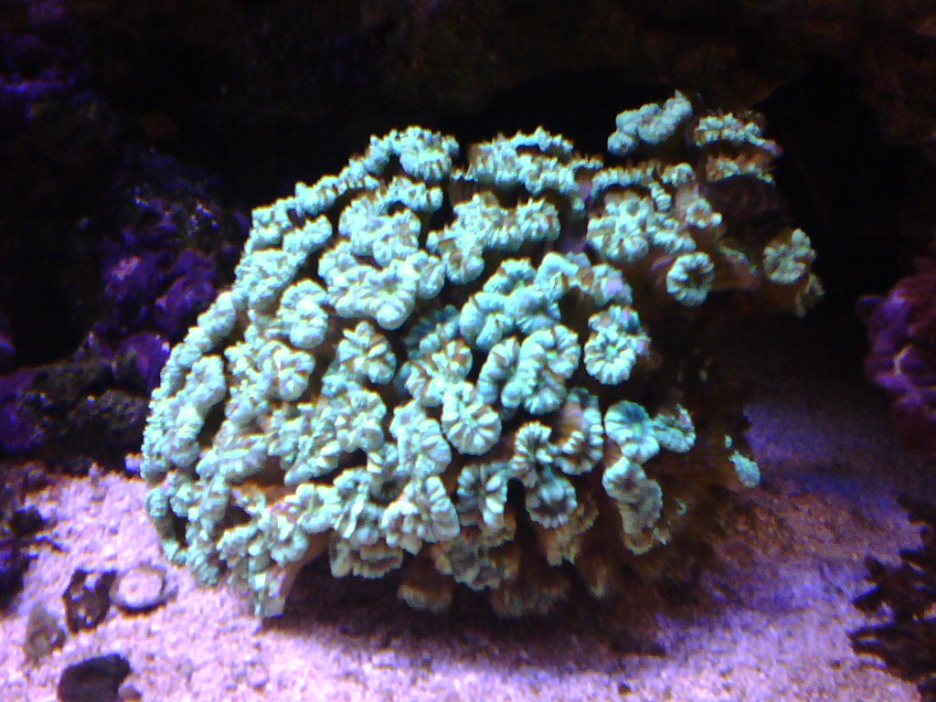 Ailing jade green candy cane coral colony bdeseattle Flickr