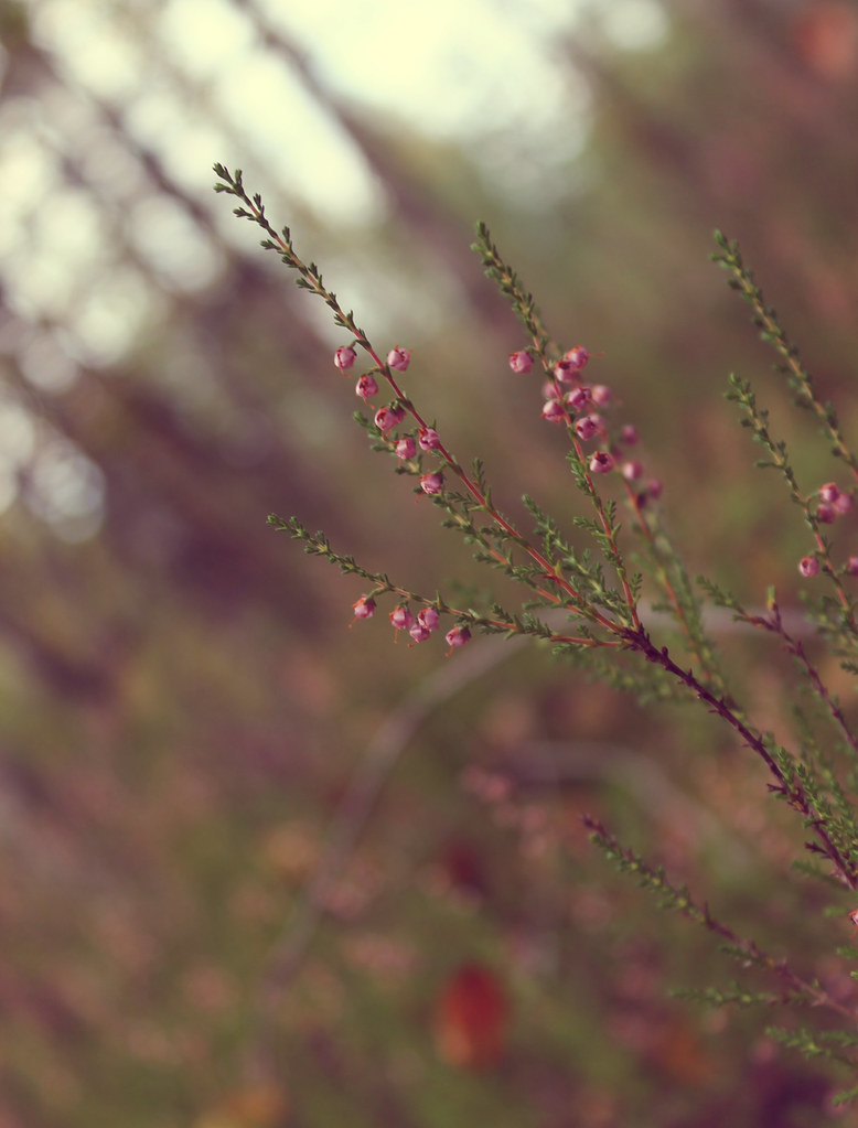 when the flowers that we'd grown together died of thirst Flickr
