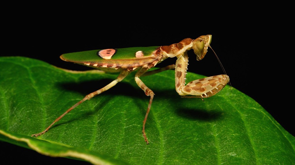 Jeweled Flower Mantis (Creobroter gemmatus, Hymenopodidae)… Flickr