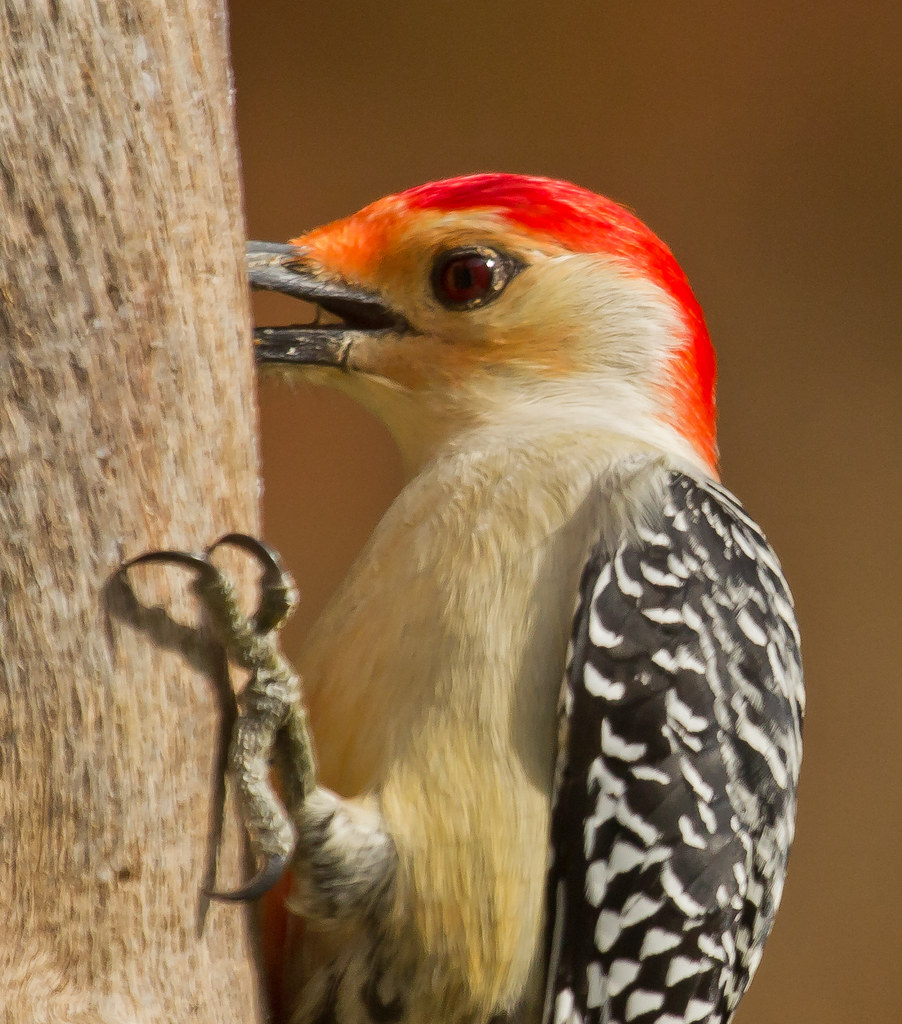Redbellied Woodpecker_MD_Yard_02_12a JMC Nature Photos Flickr