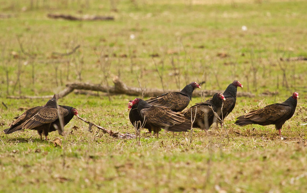 Turkey Vultures Turkey Vultures feeding on a cow placenta.… Flickr