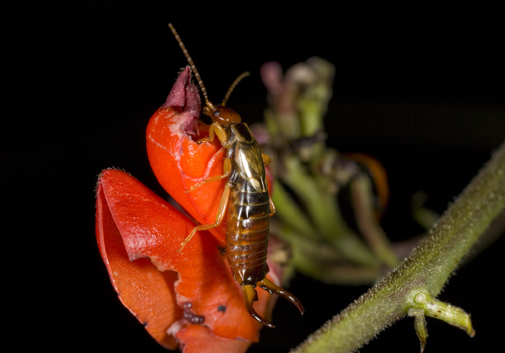Earwig Female earwig eating the flowers in my back garden.… Flickr