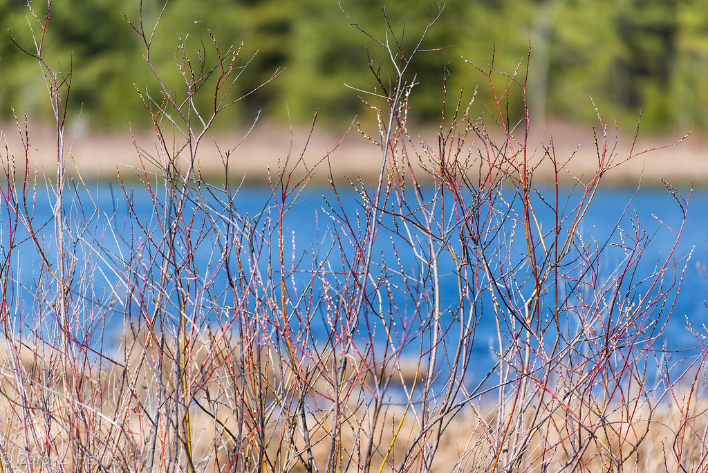 Bognor Marsh, Ontario Bognor Marsh is a riot of colour as … Flickr