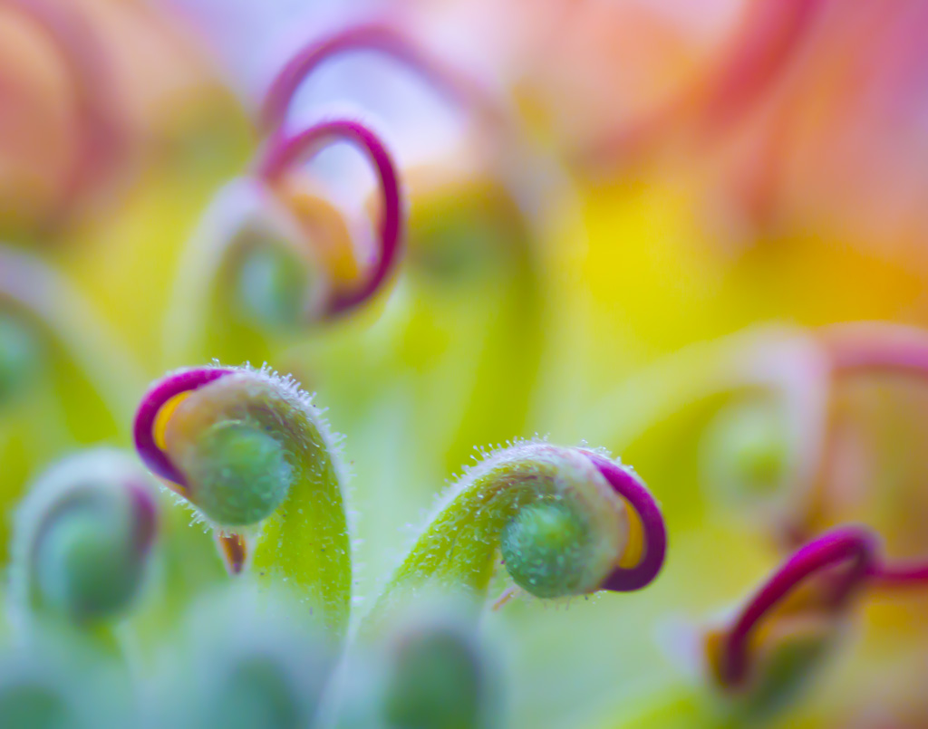 Plants at Callaway Gardens Plants at Callaway Gardens in