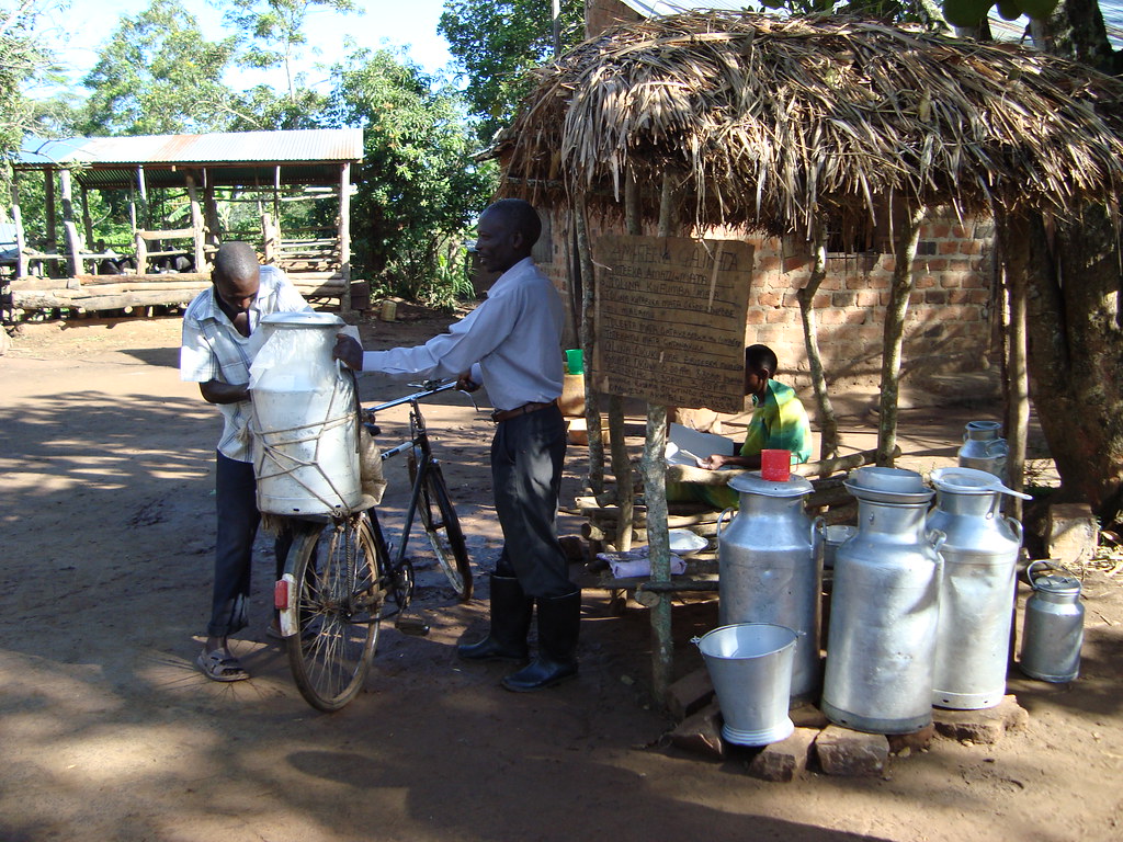 Selling milk by the road in Tanzania Adapting dairy market… Flickr