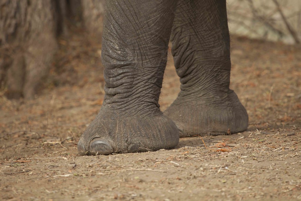 Elephant Feet_0693 The detail is always amazing. gmacfadyen Flickr
