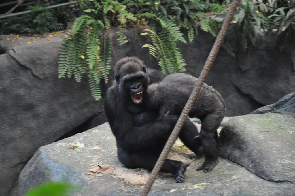 Gorilla Brookfield Zoo Chicago, IL. ETNR1323 Flickr