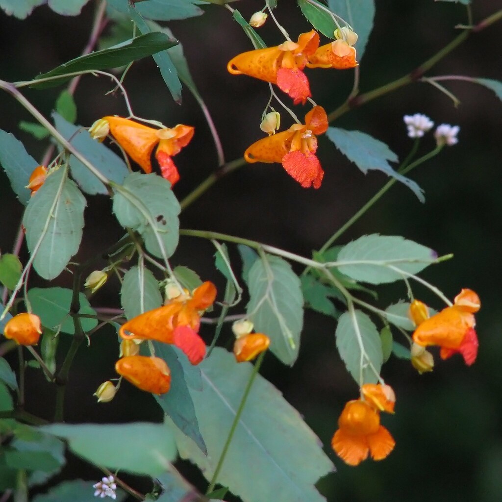 jewelweed (Impatiens capensis) a photo on Flickriver
