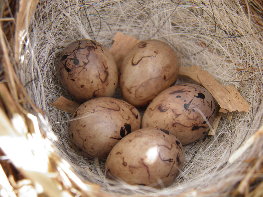 A Clutch Of Reed Bunting eggs. Emberiza Schoeniclus Toco67 Flickr