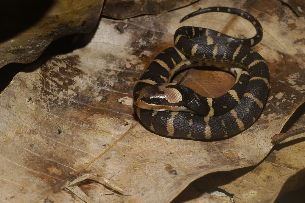 Pufffaced Water Snake (Homalopsis buccata) Juvenile Flickr
