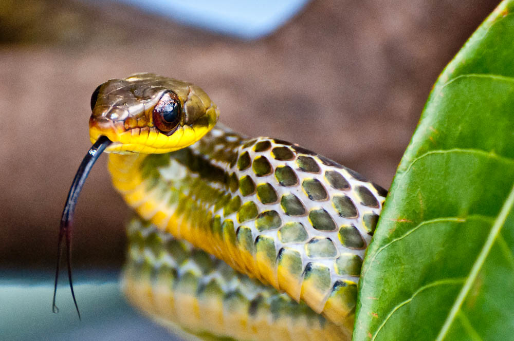 Snake climbing We were going around a river in the Amazon … Flickr