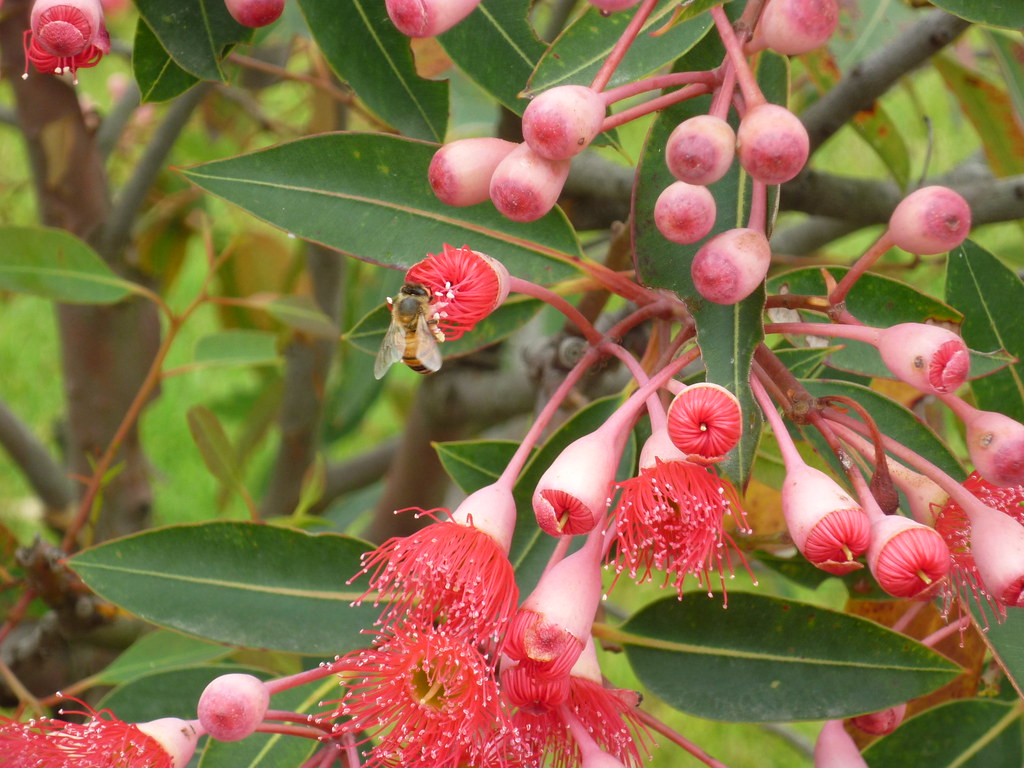 Flowering gum and bee Cranbourne Botanical gardens Jan 200… Flickr