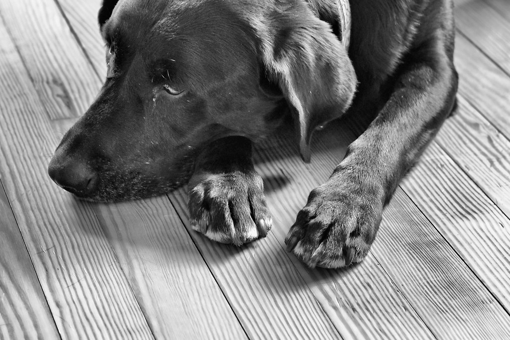 labrador paws John Cecilian Flickr