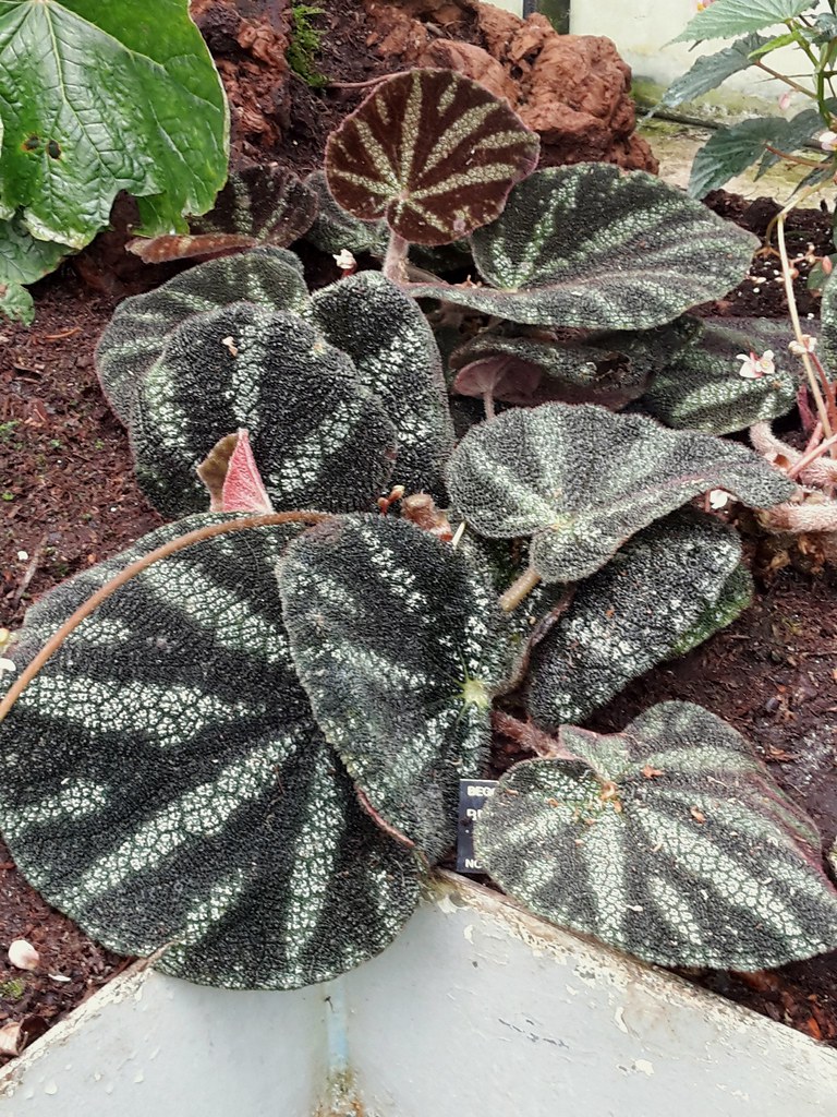 Begonia kui auris bego Flickr