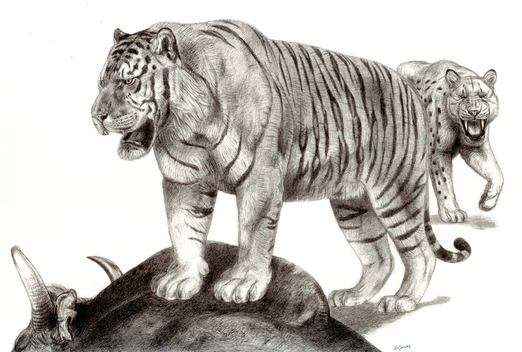 The Pleistocene Giant Tiger A huge dominant ngandong tiger… Flickr