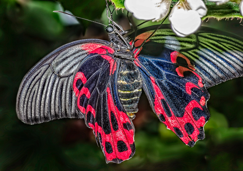 "Butterflies in the Garden" exhibit Fort Worth Botanical… Flickr