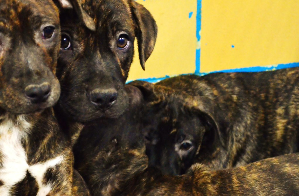 Pound Puppies 02 Ma Zhengfang Flickr