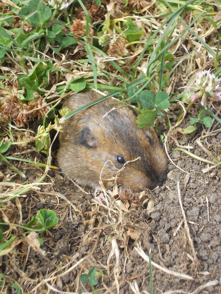 Gopher Common Name Gopher Scientific Name Marmota Monax … Flickr