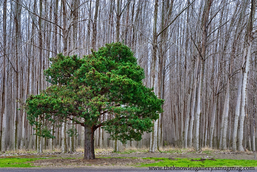Lone Pine in a tree Farm Ever see those tree farms along t… Flickr