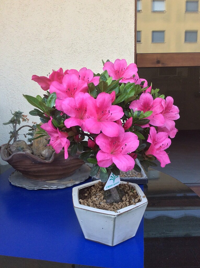 Azalea Bonsai Azalea bonsai fiorita Marcus.Ghil Flickr