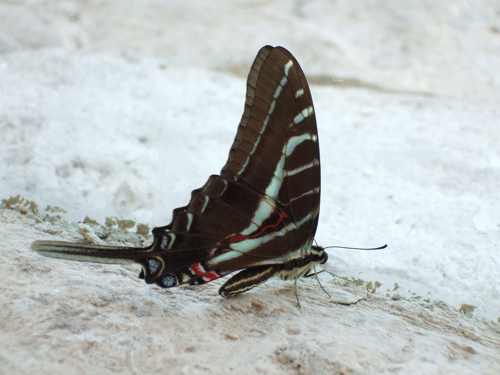 Help Can anyone identify this mexican butterfly? GorissM Flickr