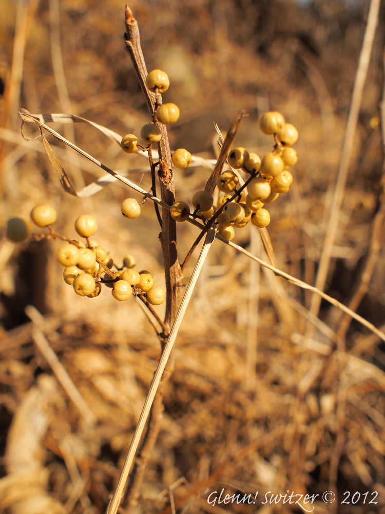 poison ivy berries in winter poison ivy berries in winter.… Flickr