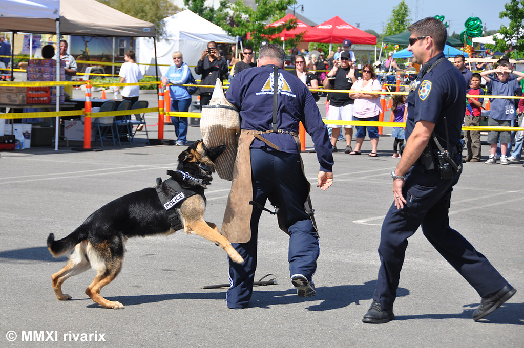 153 Roseville Safety Day Roseville PD Roseville K9 unit… Flickr