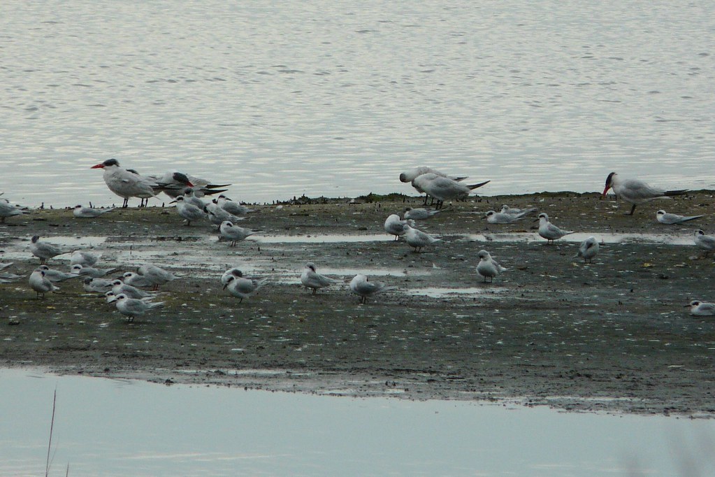 6 Caspian Terns and lots of Forster's Terns Had a nice day… Flickr
