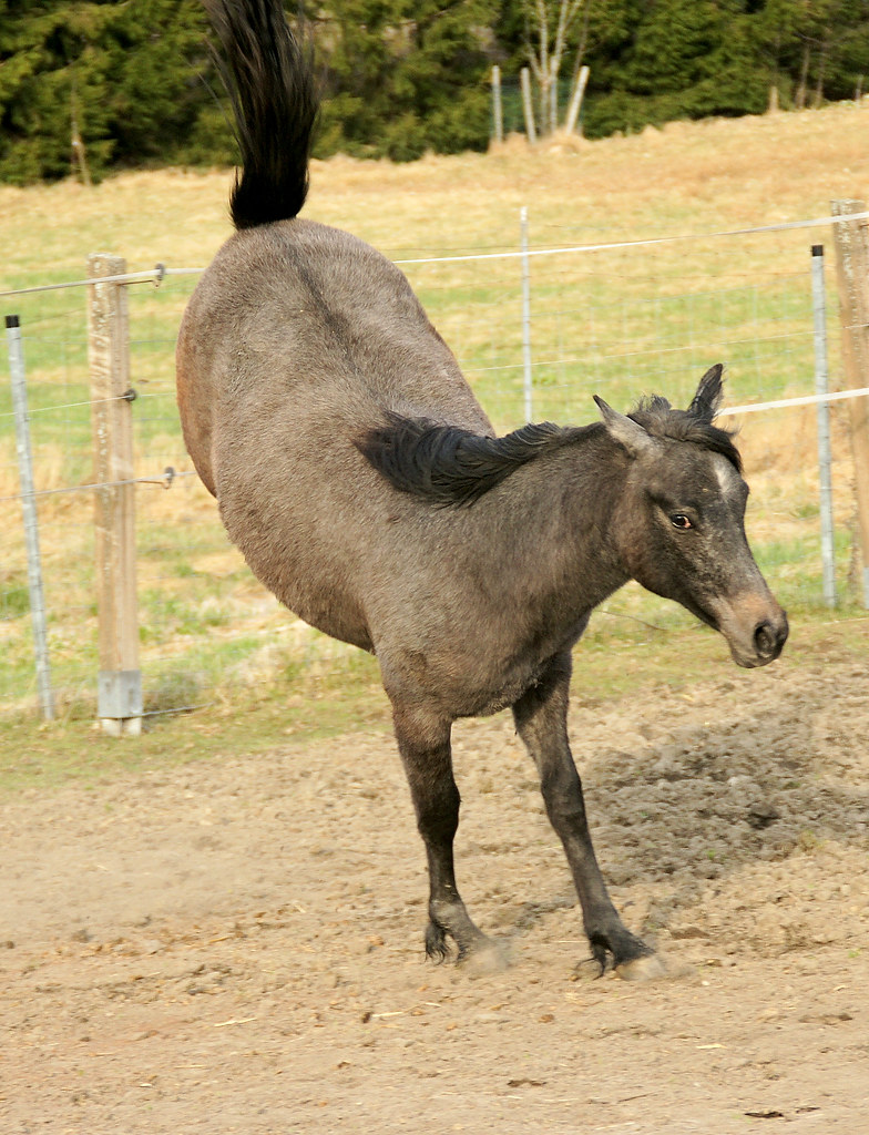Sᴜгргіѕed the horse has only 2 legs and still works well Feb Daily