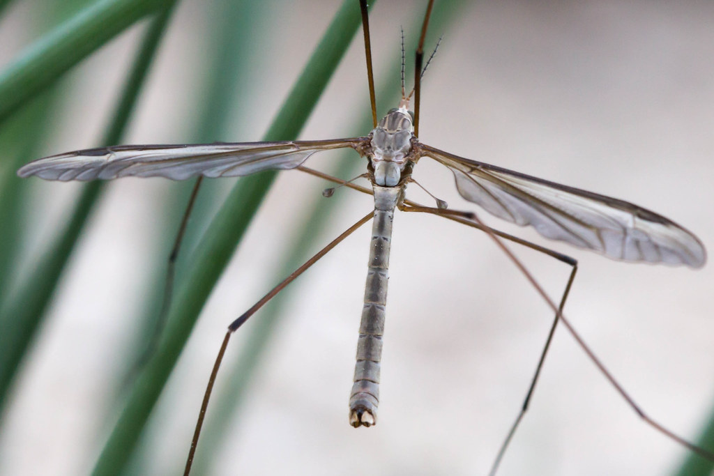 Elevation of Straitsville Rd, Prospect, CT, USA Topographic Map