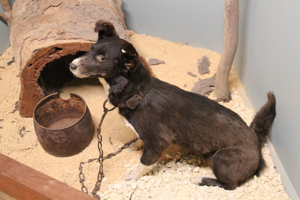 Sheep's Back Museum, Naracoorte Sheep dog one of three … Flickr