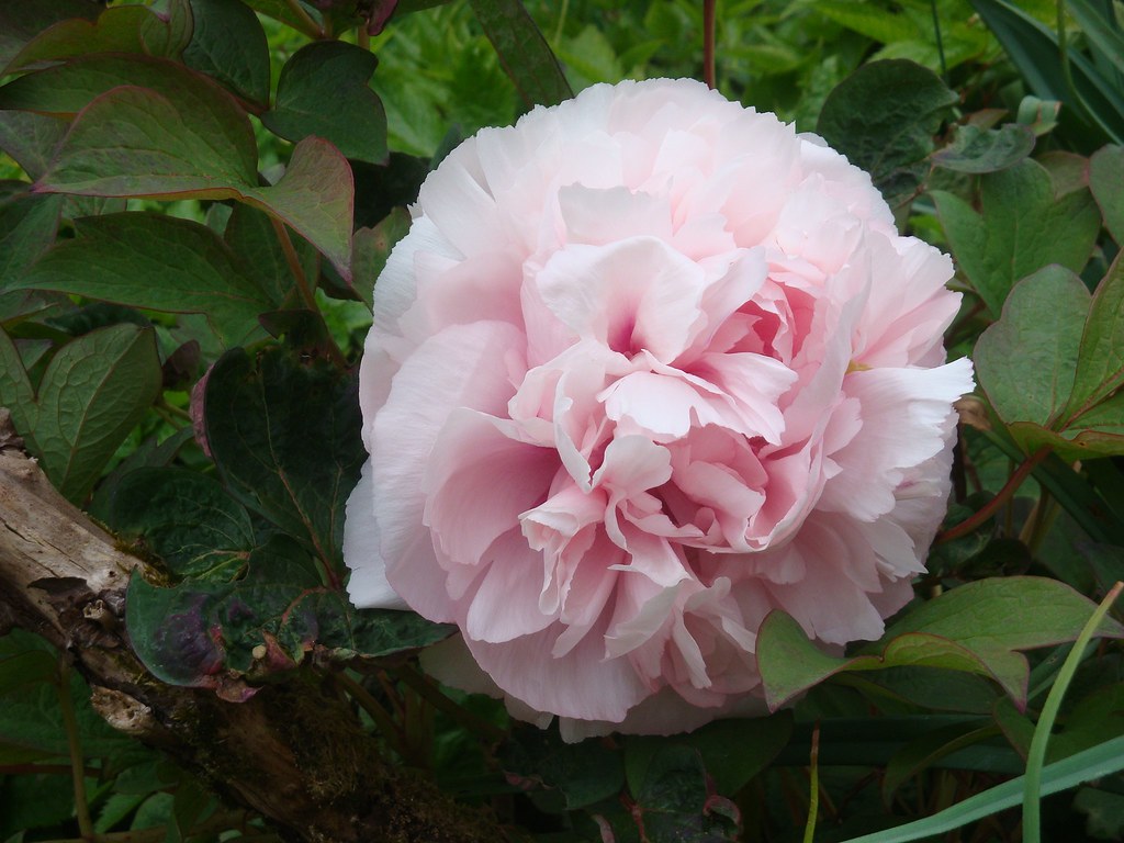 Pink Peony, Spanish Garden, Mount Stewart ellen elder Flickr